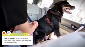 Поездка с собакой в машине без стресса: собаку укачивает, что сделать?
