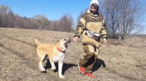 ЗУР БАШИ питомник алабаев (КАК ПРИУЧИТЬ ЩЕНКА К ОШЕЙНИКУ❓?)