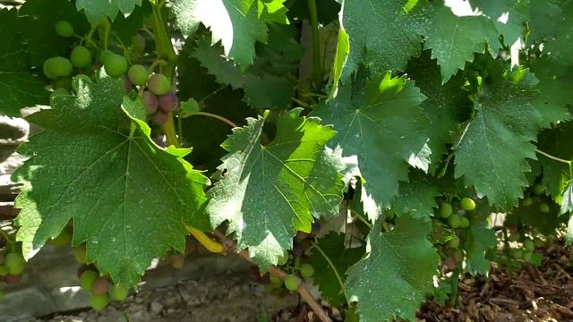 виноград Сфинкс, начало окрашиванния, Киев смотреть онлайн