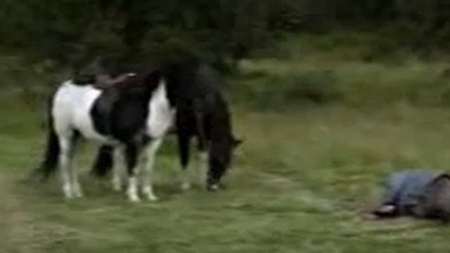 фильм лошадь смотреть онлайн