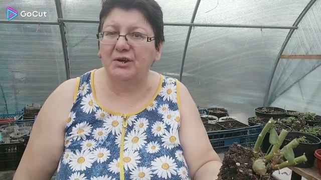 Пеларгонии в марте. Что надо сделать обязательно. смотреть онлайн