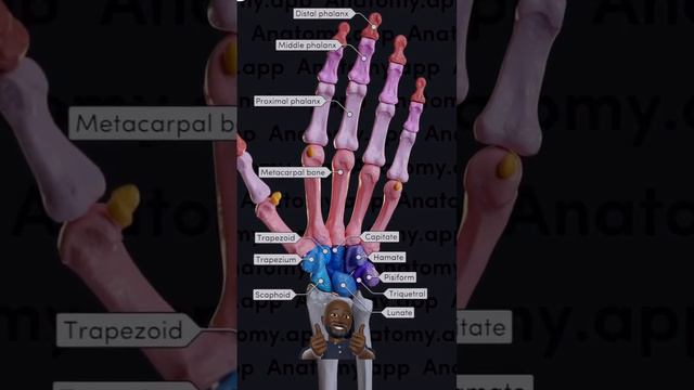 like n share n subscribe 🙏🏻🙏🏻#anatomy #physiotherapy #humanbody #bones #hand #humanhand #carpal #pt