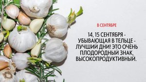 Чеснок луковичные Когда сажать по лунному календарю ОСЕНЬЮ 2022 ГОДА лунныйкалендарь