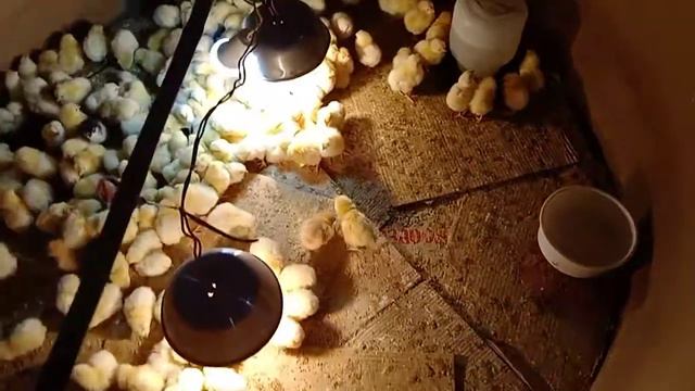 When to feed the first day chick || How much temperature and moisture does a 1 day old chick need? смотреть онлайн