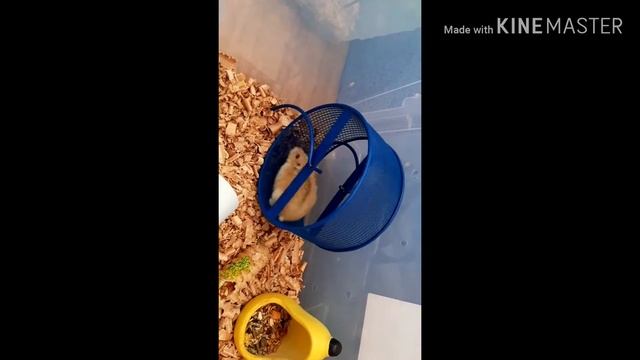 Как приручить хомячка к рукам ??/? Ручной хомячок.Mery Pets