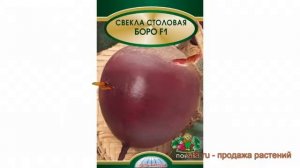 Свекла столовый Боро F1 (boro f1) ? столовый свекла Боро F1 обзор: как сажать, семена свеклы Боро F