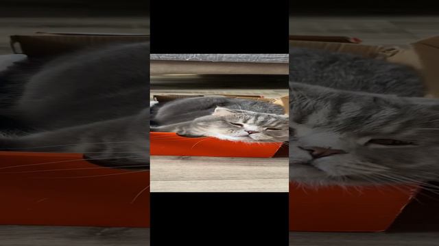 Котик кайфует в коробке