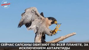 Сокол Сапсан - самый быстрый на планете со скоростью свыше 300 км в час и опасный хищник