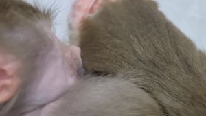 Наши чудесные гамадрилки Ники и Луна 🥰