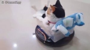 Кот катается на пылесосе