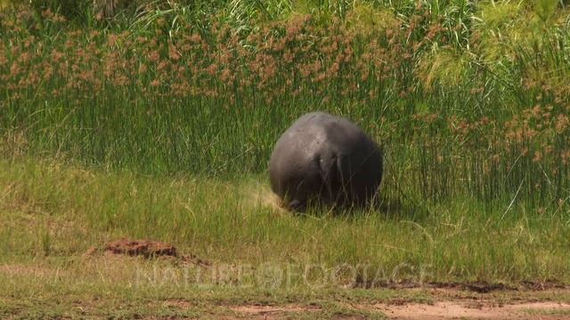Hippopotamus (Hippopotamus amphibius) on land with baby in reeds. смотреть онлайн