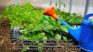 Как поливать перец в теплице, чтобы он хорошо рос и плодоносил