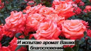 Ya ummi О, моя мама - Нашид