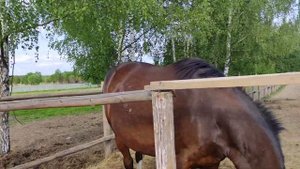 Рыжая, Гнедая и Вороной Орловские рысаки