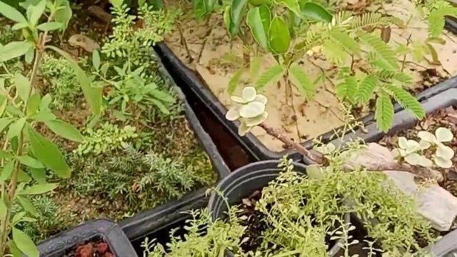 bonsai cutting making a new tree. смотреть онлайн