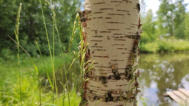 Береза 4k 60fps? смотреть онлайн