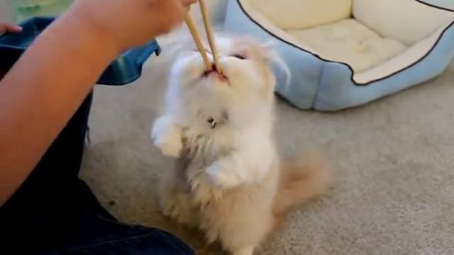 японский котик! смотреть онлайн