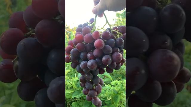 Виноград 🍇 Правда забыл как называется сорт😢