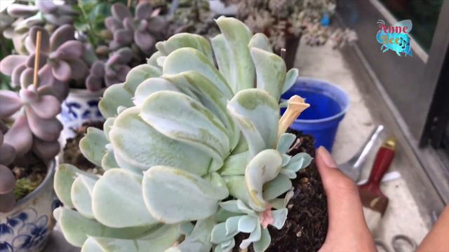 Panen tunas baby Topsy Turvy sukulen | harvesting baby succulent 다육이들 смотреть онлайн