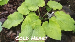 Хоста сорт Cold heart в июне