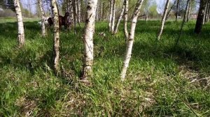 Мифы козоводов. Сколько пасти коз.