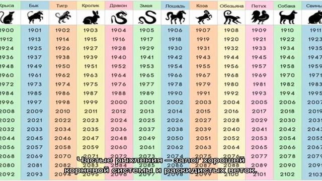 Удивительной красоты кустарник барбарис в вашем саду смотреть онлайн