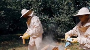 Ранний вывод маток.