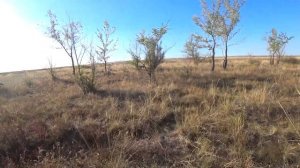 Номад и Нарзан поиск куропаток