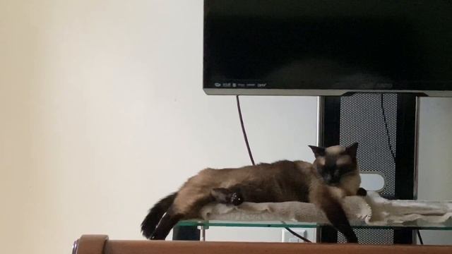 Похудели ? =^..^= СИАМСКИЕ КОШКИ смотреть онлайн