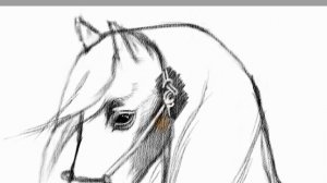 Как нарисовать лошадь карандашом поэтапно для начинающих.