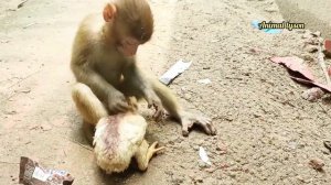 Smart Baby monkey playing lover hen video 2022