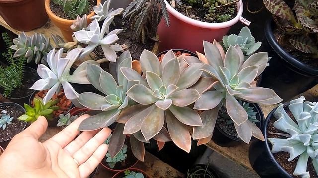 Meu Desafio( Plantas do meu jardim com nomes de pessoas) смотреть онлайн