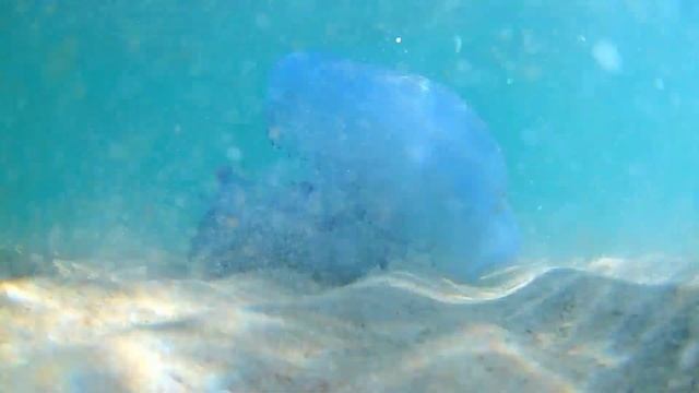 Медуза чёрного моря.