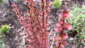 ШЕСТЬ ВАРИАНТОВ ИСПОЛЬЗОВАНИЯ БАРБАРИСОВ В ЛАНДШАФТНОМ ДИЗАЙНЕ НАШЕГО САДА?