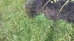 Амарант - трава долгожителей. Пересадка летом.