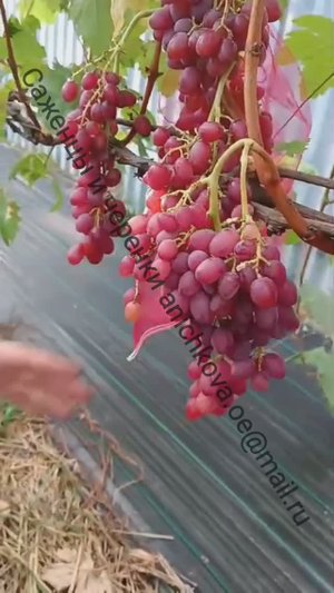 ЛУЧИСТЫЙ. ЗАМЕЧАТЕЛЬНЫЙ КИШМИШ ДЛЯ ЕДЫ И ИЗЮМА. 2023 ГОД. ВИНОГРАД СРЕДНЕЙ ПОЛОСЫ