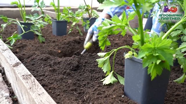 САЖАЕМ КОРНЕВОЙ И ЧЕРЕШКОВЫЙ СЕЛЬДЕРЕЙ
