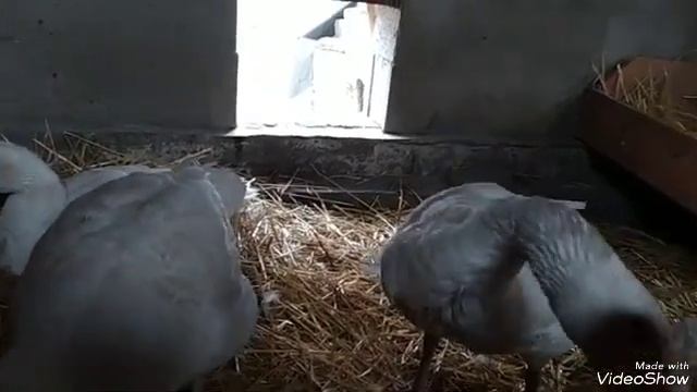 Громкая ли птица гусь. Степан охраняет гнездо? смотреть онлайн