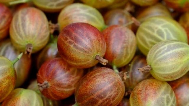 Крыжовник — вкусная и полезная десертная ягода. смотреть онлайн