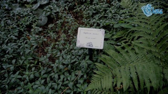 Москва.Сокольники 2021. Большой розарий.Идеи оформления дачного участка. смотреть онлайн