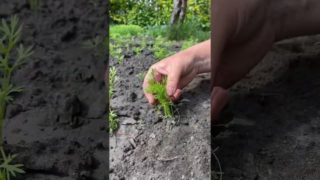 Простой способ посева морковки?прореживать легче простого! Рекомендации эксперта Усадьба-Семена