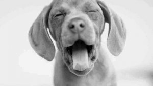 Песни нашего века - Песенка о собачке Тябе