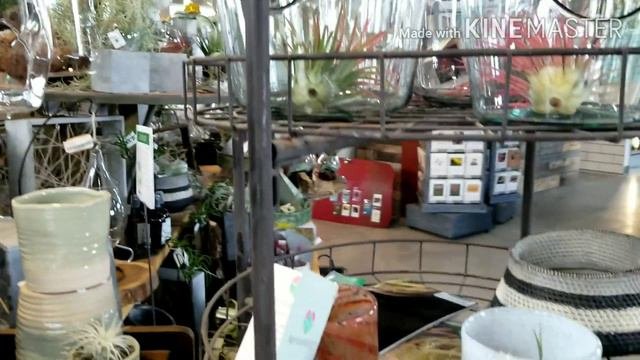 Cutest And Colorful Airplants