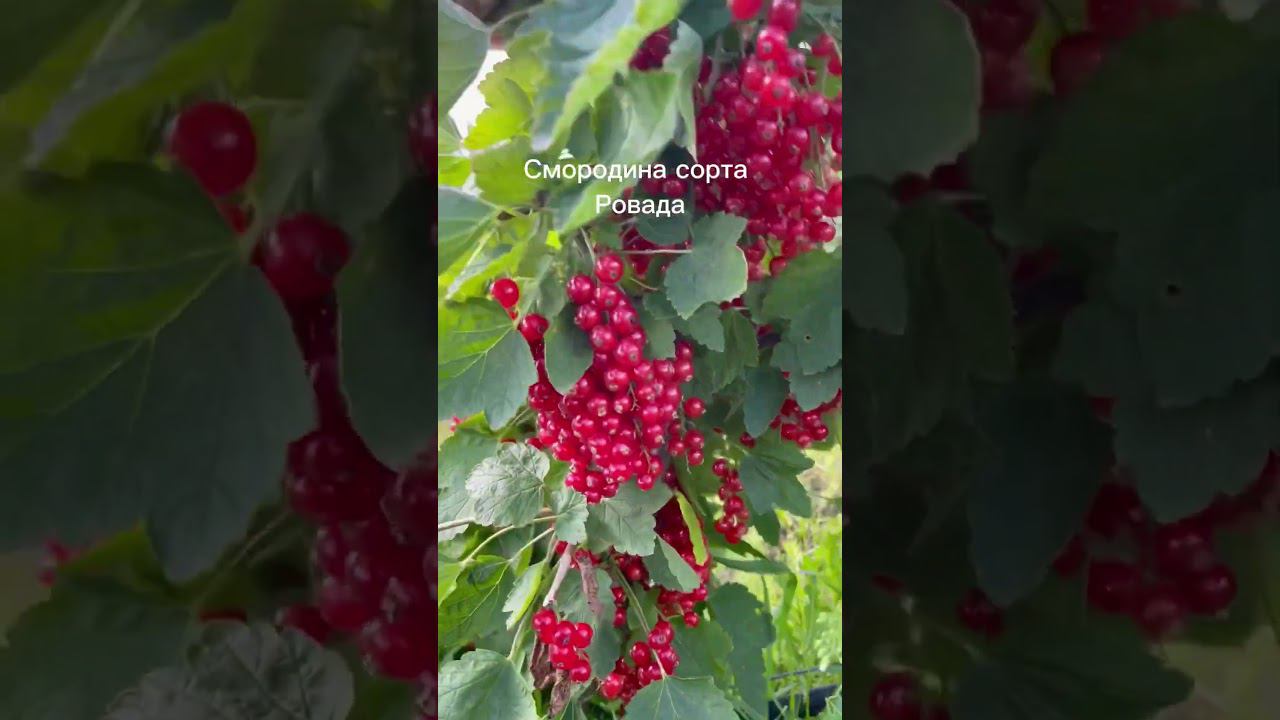 Красная смородина сорта Ровада. #ягода #краснаясмородина #подмосковье