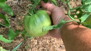 Обзор теплиц с томатами ,часть 2. 16 июня 2023 г.