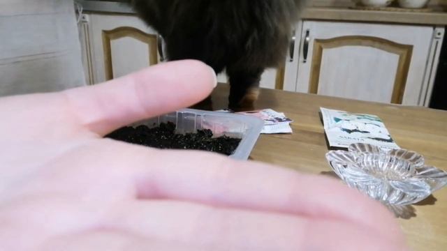 В декабре обязательно сеем Эустому! Праздничные покупки! смотреть онлайн