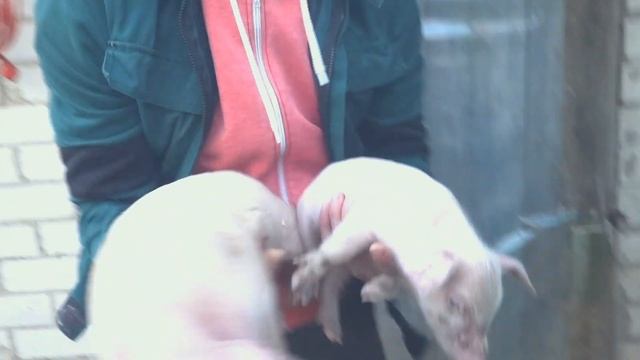 Вес поросят в 17 дней. КБ+ЛАНДРАС.Уколы кормящей свиноматке. смотреть онлайн