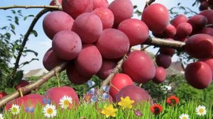 Алыча обыкновенная Кубанская комета ? Посадка и уход. саженцы, крупномеры алычи: особенности сорта