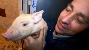 Приюту для животных Верность подарили свинку!Спасение животных и Помощь Животным