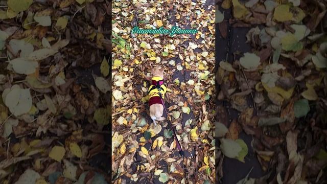 СВИТЕР ДЛЯ СОБАЧКИ СВОИМИ РУКАМИ // КАК СЛИТЬСЯ С ПРИРОДОЙ